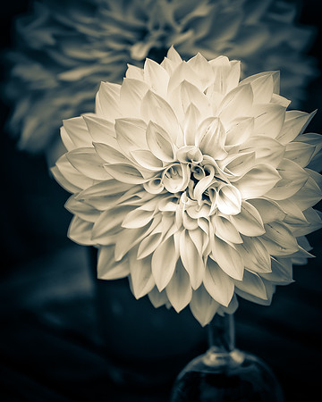 White Dahlia 1_DSC5493-Edit-Edit