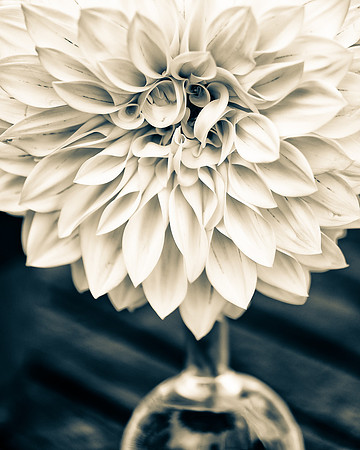 White Dahlia 2_DSC5498-Edit