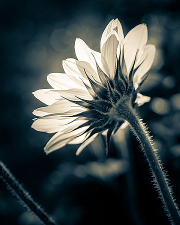 Sunflower 1_DSC5736-Edit