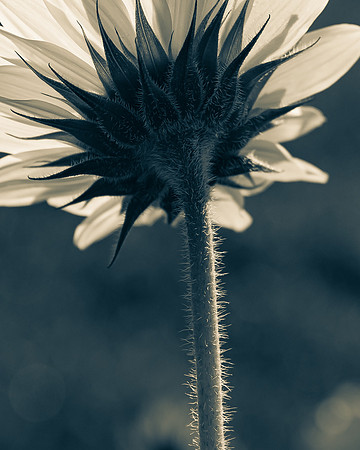 Sunflower 2_DSC5737-2