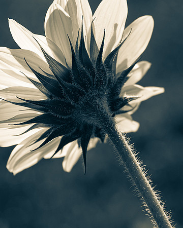 Sunflower 3_DSC5737-3