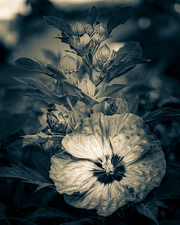 Dark Hibiscus 4_DSC6245