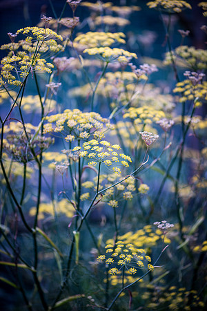 Fennel 1_DSC6736