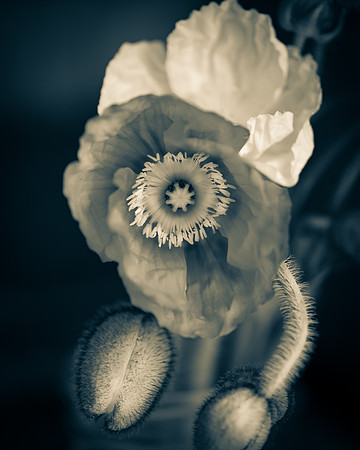 Poppies_1_Cheese2-61