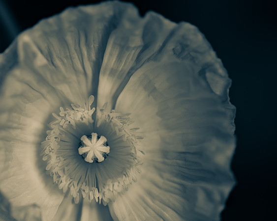 Poppy_Cheese2-72