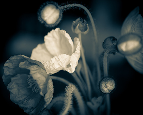 Poppies 3_Cheese2-75