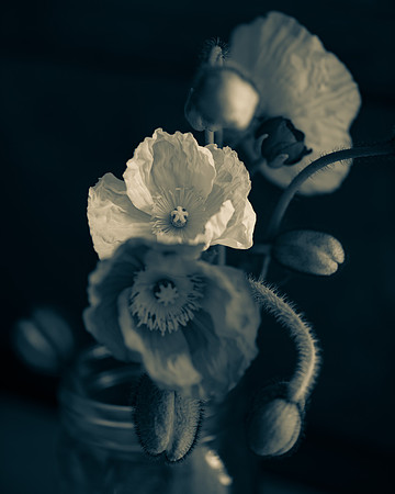 Poppies 4_Cheese2-89