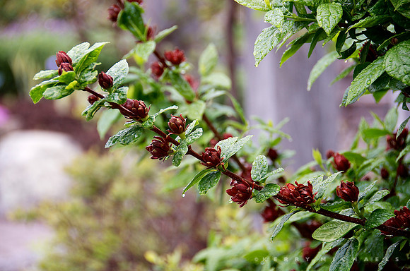 Carolina Allspice, Calycanthus floridus