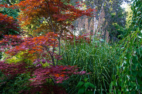 Doug Morris Garden
