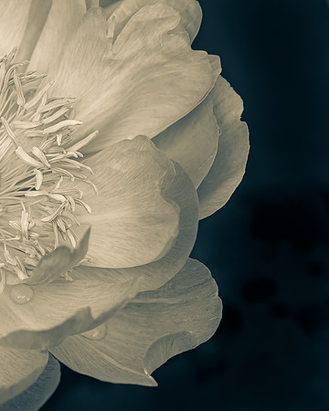 Natura 9 -- Peony, Aluminum 8X10
