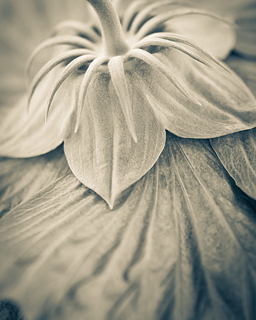 Natura 1 -- Hibiscus,  Aluminum 8X10 (DSC_0482)