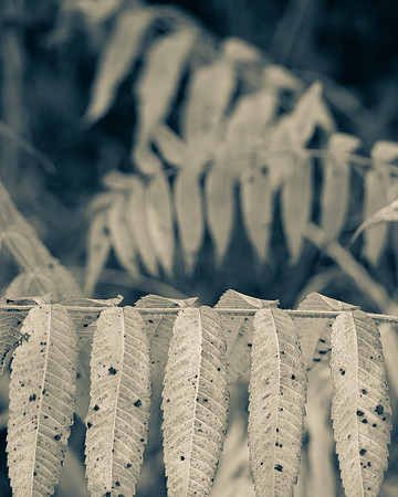 Natura 2 --Sumac,  Aluminum 8X10 Fall-0734