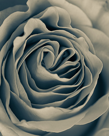 Natura 4 -- Rose, Aluminum