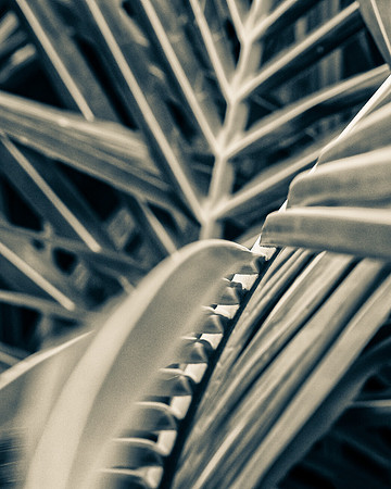 Natura 3 -- Palm, Aluminum 8X10