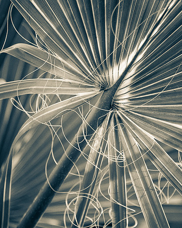 Natura 5 -- Frond, Aluminum 8X10