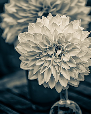 Natura 6 -- Dahlia, Aluminum 8X10