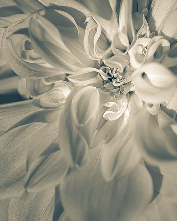 Natura 7 -- Cafe au Lait, Aluminum 8X10