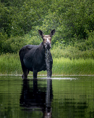 moose219-3701