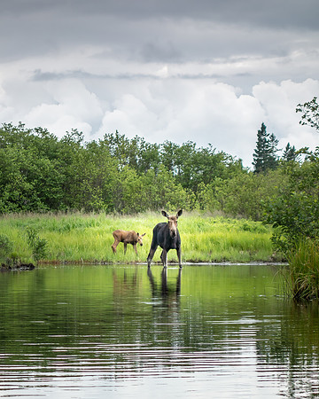 MooseBabyCard_DSC6545