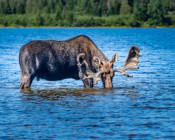 moose2_8500499