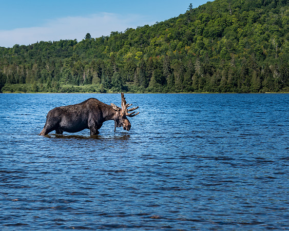 moose_8500509