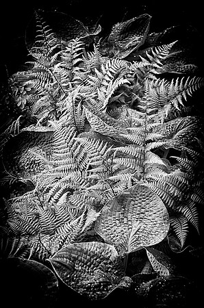Hosta and Ferns -- Framed 47.5 X 58.5