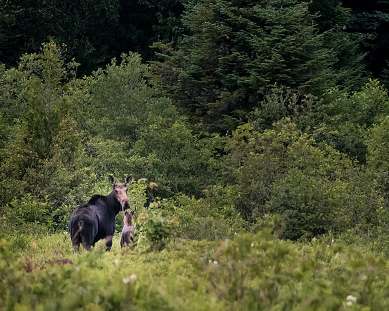 Moose_mom_DSC2461