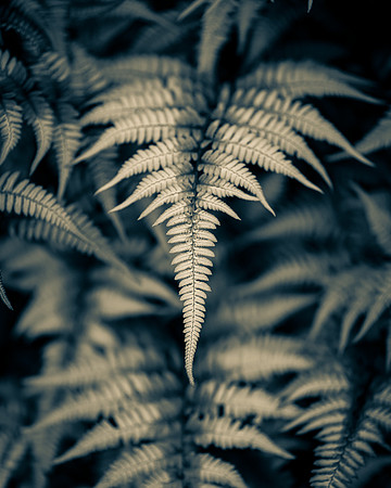 Natura 8 -- Painted Fern, Aluminum 8X10