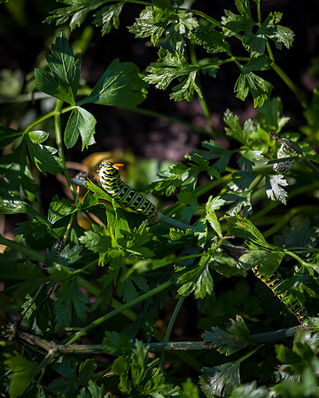 _DSC0160
