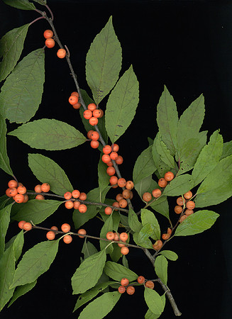 winterberry salmon version 2