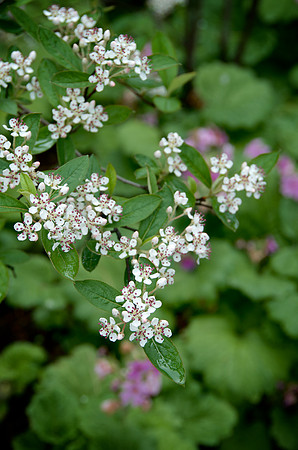 CMBG_DSC9801