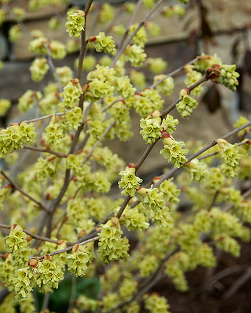 Winter_Hazel_DSC7252