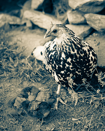 DSC_0933-4