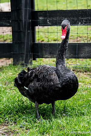 Black Swan
