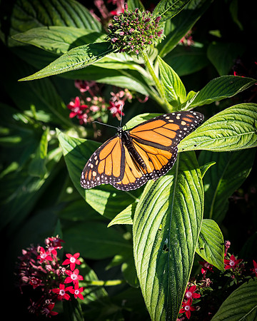 _DSC9921