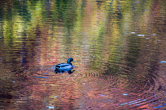 Mallard_Fall