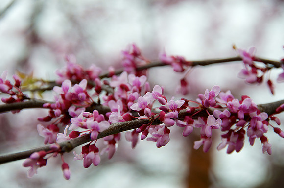 Redbud_DSC8998