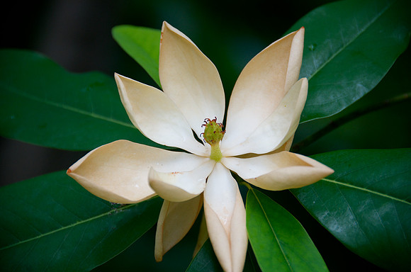 Magnolia_Yellow_DSC2362