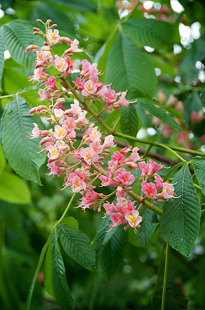 CMBG_DSC0239
