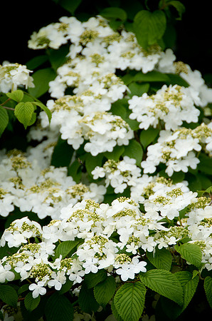 Viburnum_Shasta_DSC0262