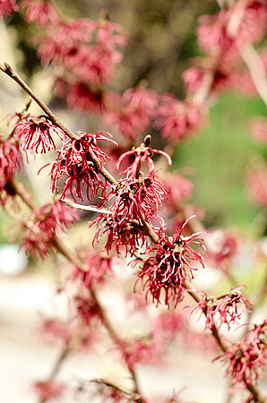 Witchhazel_DSC3407