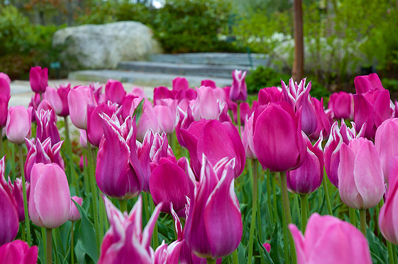 spring
