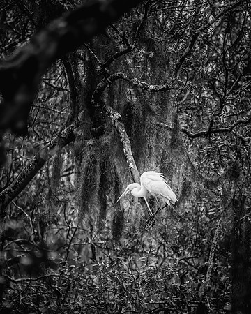 Egret_Maple_Print_DSC1962-Edit