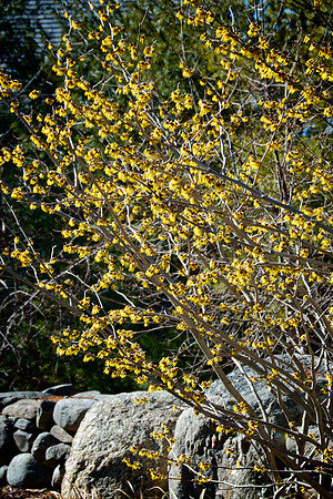 Witchhazel_DSC3898
