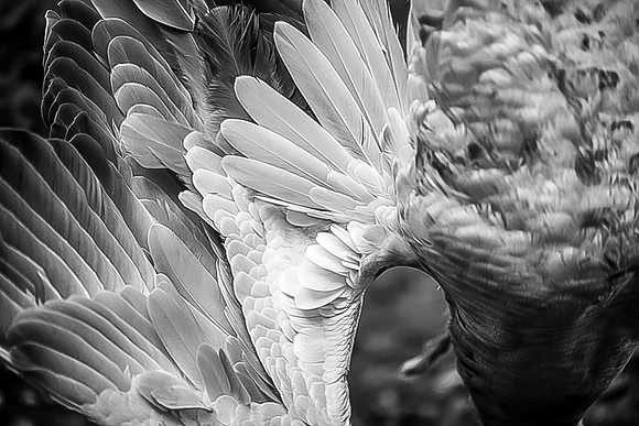 17Kerry_Michaels_DSC7005