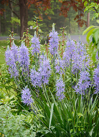 Camassia (Camassia leichtlinii)