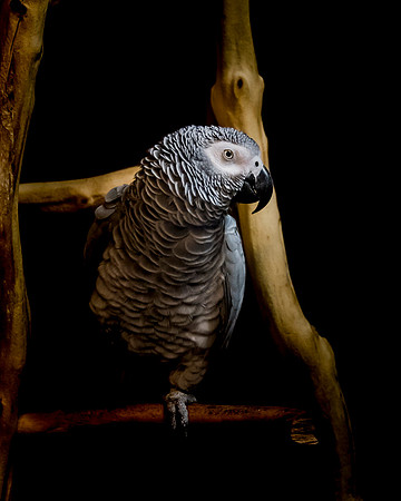 Parrot, Migis