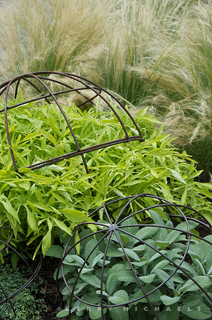 Sweet Potato Vine, Sage