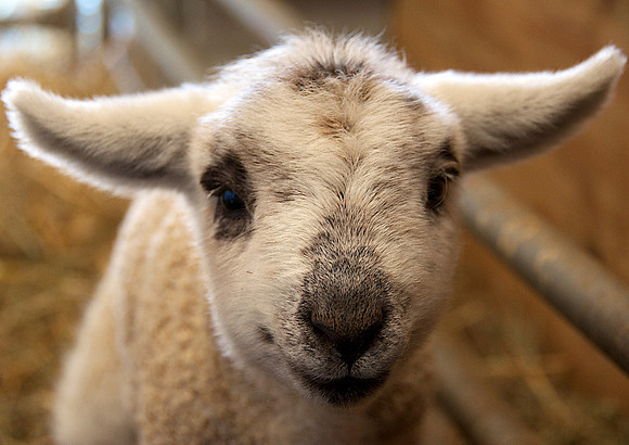 Ethan the Lamb