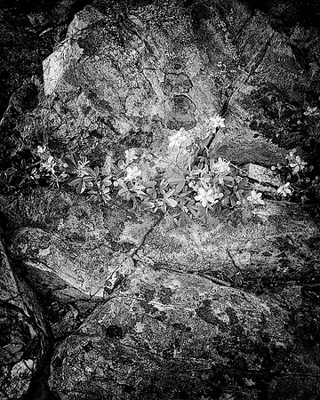 65AE_Stone_flowers_IMG_0558